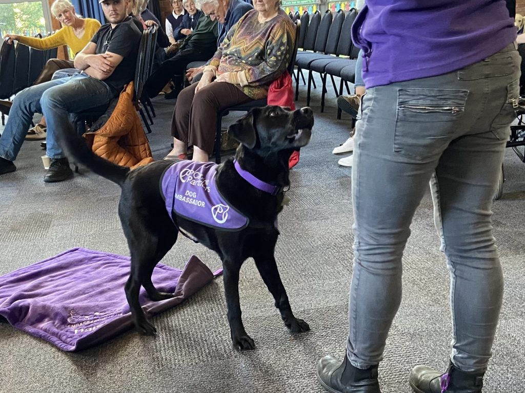 Black lab pictured going through his paces with his trainer during the interval