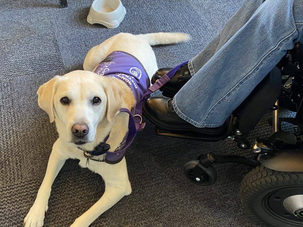 Picture of a Canine Partner jacketed dog, with her for the band concert