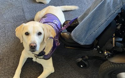 Picture of a Canine Partner jacketed dog, with her for the band concert